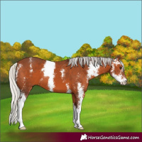 Horse Color:Silver Brown Sabino