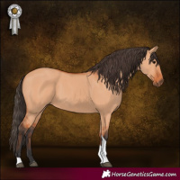 Horse Color:Bay Dun Tobiano 