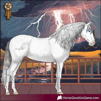 Horse Color:Brown Dun Mushroom Splash Tobiano Appaloosa