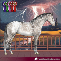 Horse Color:Brown Dun Mushroom Splash Tobiano Appaloosa 