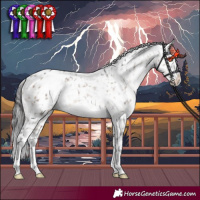 Horse Color:Brown Dun Mushroom Splash Tobiano Appaloosa 