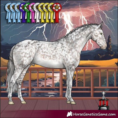 Horse Color:Brown Dun Mushroom Tobiano Appaloosa 