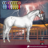 Horse Color:Brown Dun Mushroom Tobiano Appaloosa 