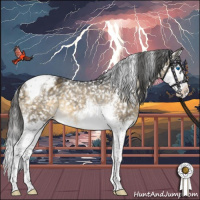Horse Color:Buckskin Dun Mushroom Splash Tobiano Appaloosa 