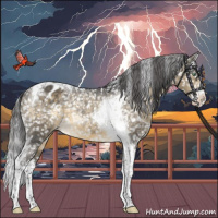 Horse Color:Buckskin Dun Mushroom Splash Tobiano Appaloosa 