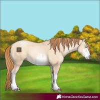 Horse Color:White Spotted Buckskin Pearl Dun 