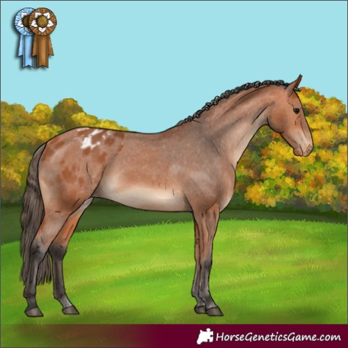 Horse Color:Bay Varnish Rabicano
