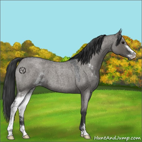 Horse Color:Grullo Roan Sabino