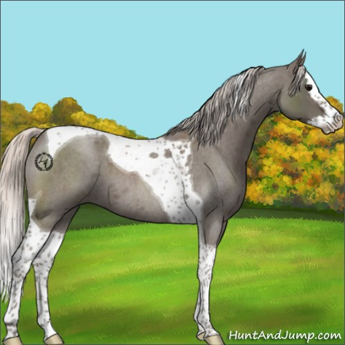 Horse Color:Silver Blue Roan Splash Tobiano