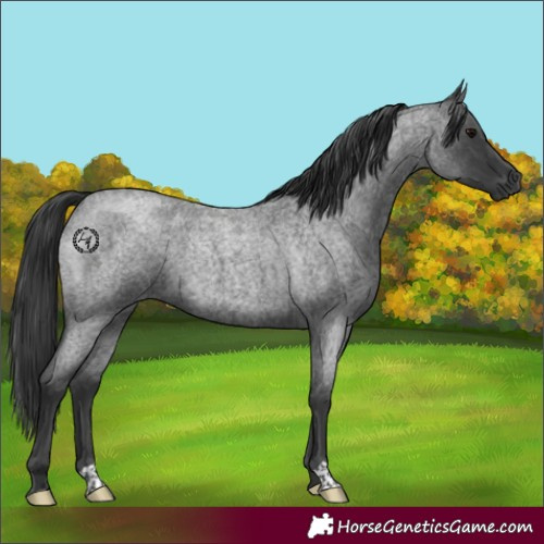Horse Color:Blue Roan
