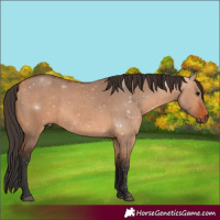 Horse Color:Bay Dun Rabicano 