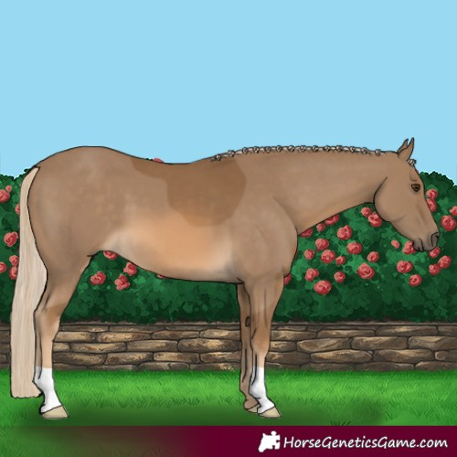 Horse Color:Chocolate Palomino 