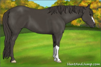 Horse Color:Smoky Black 