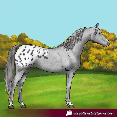 Horse Color:Black Appaloosa 