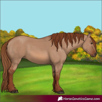Horse Color:Red Dun 