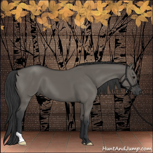 Horse Color:Grullo 