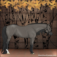 Horse Color:Grullo