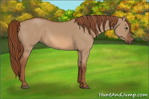 Horse Color:Red Dun