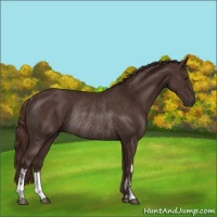 Horse Color:Liver Chestnut Rabicano 