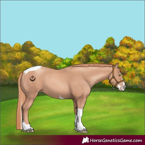 Horse Color:Gold Champagne Splash Tobiano