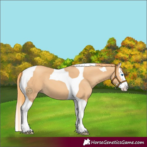 Horse Color:Gold Champagne Splash Tobiano 