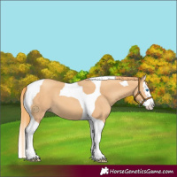 Horse Color:Gold Champagne Splash Tobiano