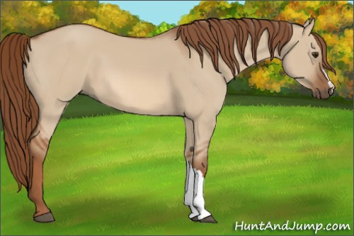 Horse Color:Red Dun 