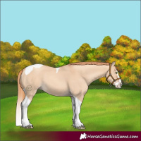 Horse Color:Gold Champagne Dun Splash Tobiano 