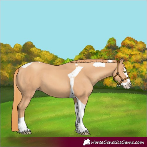 Horse Color:Gold Champagne Splash Tobiano