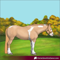 Horse Color:Gold Champagne Splash Tobiano 