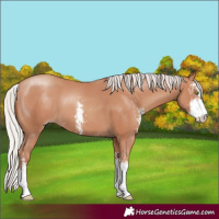 Horse Color:Silver Classic Champagne Sabino