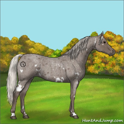 Horse Color:White Spotted Silver Blue Roan