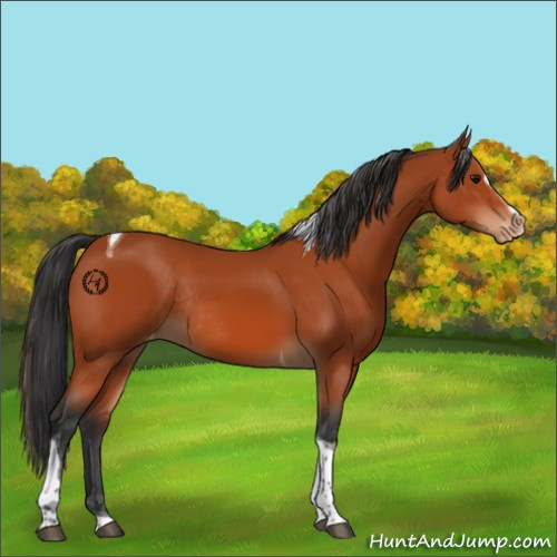 Horse Color:Bay Sabino Tobiano Appaloosa Rabicano