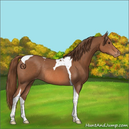 Horse Color:Chestnut Tobiano Varnish Rabicano