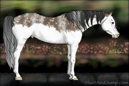 Horse Color:White Spotted Brown Dun Splash