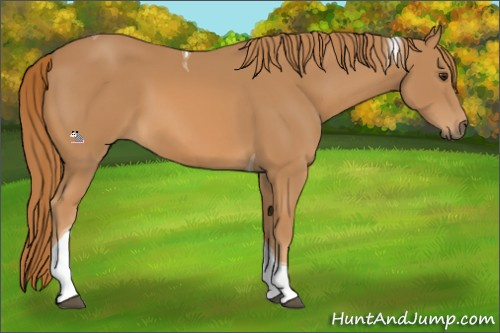 Horse Color:Chestnut Tobiano 