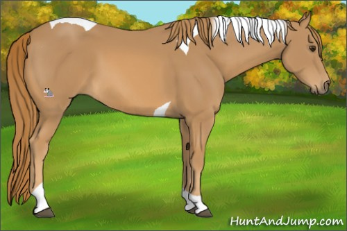 Horse Color:Chestnut Tobiano 