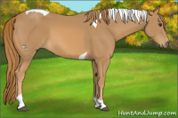 Horse Color:Chestnut Tobiano 