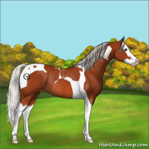 Horse Color:Silver Brown Splash Tobiano Appaloosa Rabicano 