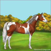 Horse Color:Silver Brown Splash Tobiano Appaloosa Rabicano 