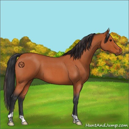 Horse Color:Bay Roan Tobiano Rabicano 