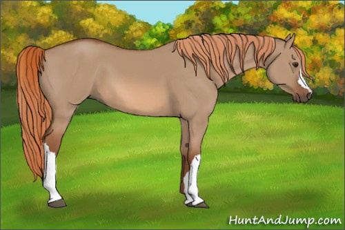 Horse Color:Red Dun