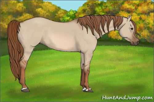 Horse Color:Red Dun 
