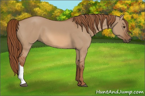 Horse Color:Red Dun