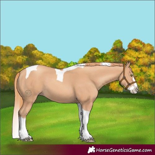 Horse Color:Gold Champagne Splash Tobiano
