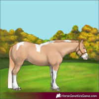 Horse Color:Gold Champagne Splash Tobiano 