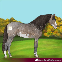 Horse Color:Buckskin Ice Frame 