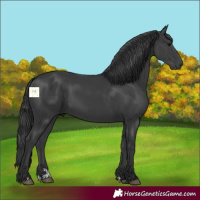 Horse Color:Black 