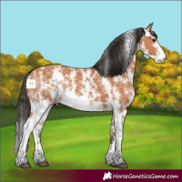 Horse Color:Bay Sabino 