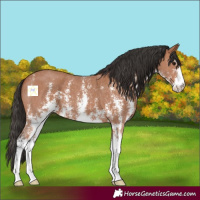 Horse Color:Bay Sabino 